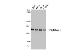 Invitrogen FLII Recombinant Rabbit Monoclonal Antibody (HL2966) 100 &mu;L;