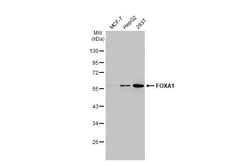 Invitrogen FOXA1 Recombinant Rabbit Monoclonal Antibody (HL1975) 100 &mu;L;