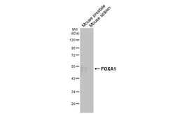 Invitrogen FOXA1 Recombinant Rabbit Monoclonal Antibody (HL3168) 100 &mu;L;