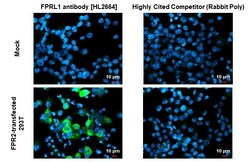 Invitrogen FPR2 Recombinant Rabbit Monoclonal Antibody (HL2664) 100 &mu;L;