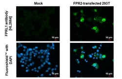 Invitrogen FPR2 Recombinant Rabbit Monoclonal Antibody (HL2664) 100 &mu;L;