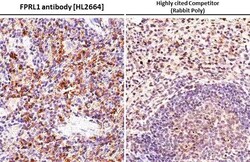 Invitrogen FPR2 Recombinant Rabbit Monoclonal Antibody (HL2664) 100 &mu;L;