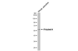 Invitrogen FZD4 Recombinant Rabbit Monoclonal Antibody (HL2824) 100 &mu;L;