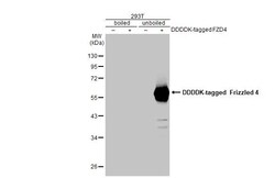 Invitrogen FZD4 Recombinant Rabbit Monoclonal Antibody (HL2824) 100 &mu;L;