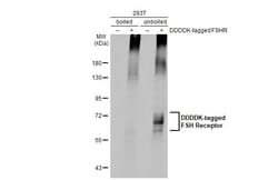 Invitrogen FSHR Recombinant Rabbit Monoclonal Antibody (HL2784) 100 &mu;L;