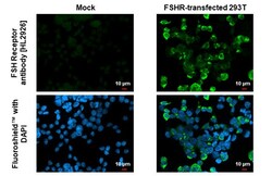 Invitrogen FSHR Recombinant Rabbit Monoclonal Antibody (HL2926) 100 &mu;L;