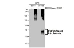 Invitrogen FSHR Recombinant Rabbit Monoclonal Antibody (HL2926) 100 &mu;L;