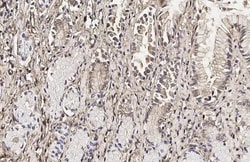 Invitrogen Galectin 3 Recombinant Rabbit Monoclonal Antibody (HL2020) 100 &mu;L | Buy Online | Invitrogen&trade; | Fisher Scientific