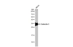 Invitrogen Galectin 3 Recombinant Rabbit Monoclonal Antibody (HL2020) 100 &mu;L | Buy Online | Invitrogen&trade; | Fisher Scientific