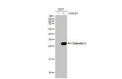 Invitrogen Galectin 3 Recombinant Rabbit Monoclonal Antibody (HL2020) 100 &mu;L | Buy Online | Invitrogen&trade; | Fisher Scientific