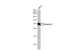 Invitrogen Galectin 3 Recombinant Rabbit Monoclonal Antibody (HL2396) 100