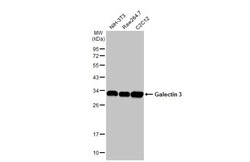 Invitrogen Galectin 3 Recombinant Rabbit Monoclonal Antibody (HL2396) 100