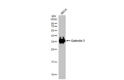 Invitrogen Galectin 3 Recombinant Rabbit Monoclonal Antibody (HL2397) 100
