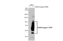 Invitrogen TRIM8 Recombinant Rabbit Monoclonal Antibody (HL2797) 100 &mu;L;