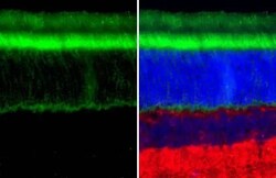 Invitrogen GNAT1 Recombinant Rabbit Monoclonal Antibody (HL2126) 100 &mu;L;