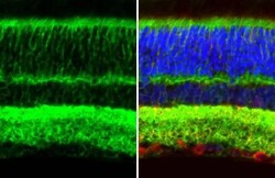 Invitrogen GPM6A Recombinant Rabbit Monoclonal Antibody (HL2473) 100 &mu;L;