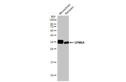 Invitrogen GPM6A Recombinant Rabbit Monoclonal Antibody (HL2473) 100 &mu;L;