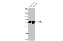 Invitrogen GPM6A Recombinant Rabbit Monoclonal Antibody (HL2474) 100 &mu;L;