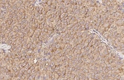 Invitrogen GPR43 Recombinant Rabbit Monoclonal Antibody (HL3073) 100 &mu;L;
