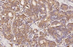 Invitrogen GPR43 Recombinant Rabbit Monoclonal Antibody (HL3073) 100 &mu;L;