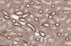 Invitrogen GPX8 Recombinant Rabbit Monoclonal Antibody (HL2635) 100 &mu;L;