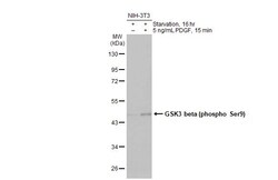 Invitrogen Phospho-GSK3B (Ser9) Recombinant Rabbit Monoclonal Antibody (HL2671) 100 &mu;L | Buy Online | Invitrogen&trade; | Fisher Scientific