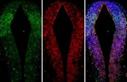 Invitrogen GSX2 Recombinant Rabbit Monoclonal Antibody (HL2533) 100 &mu;L;