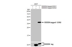 Invitrogen GSX2 Recombinant Rabbit Monoclonal Antibody (HL2533) 100 &mu;L;