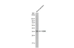 Invitrogen GSX2 Recombinant Rabbit Monoclonal Antibody (HL2533) 100 &mu;L;