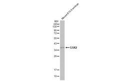 Invitrogen GSX2 Recombinant Rabbit Monoclonal Antibody (HL2533) 100 &mu;L;