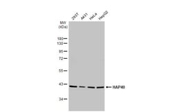 Invitrogen HAP40 Recombinant Rabbit Monoclonal Antibody (HL2641) 100 &mu;L;