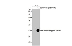 Invitrogen HAP40 Recombinant Rabbit Monoclonal Antibody (HL2641) 100 &mu;L;