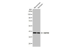 Invitrogen HAP40 Recombinant Rabbit Monoclonal Antibody (HL2641) 100 &mu;L;