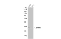 Invitrogen HAP40 Recombinant Rabbit Monoclonal Antibody (HL2642) 100 &mu;L;