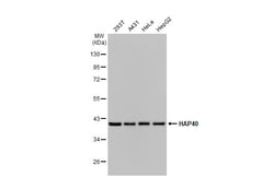 Invitrogen HAP40 Recombinant Rabbit Monoclonal Antibody (HL2642) 100 &mu;L;