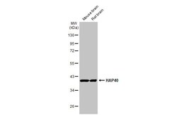 Invitrogen HAP40 Recombinant Rabbit Monoclonal Antibody (HL2642) 100 &mu;L;