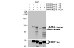 Invitrogen Hexokinase Recombinant Rabbit Monoclonal Antibody (HL2000) 100