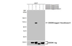 Invitrogen HK2 Recombinant Rabbit Monoclonal Antibody (HL2001) 100 &mu;L;