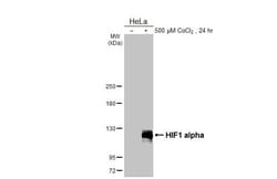 Invitrogen HIF1A Recombinant Rabbit Monoclonal Antibody (HL3011) 100 &mu;L;