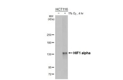 Invitrogen HIF1A Recombinant Rabbit Monoclonal Antibody (HL3011) 100 &mu;L;