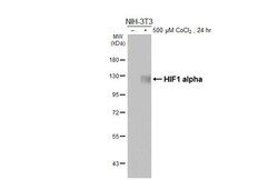 Invitrogen HIF1A Recombinant Rabbit Monoclonal Antibody (HL3154) 100 &mu;L | Buy Online | Invitrogen&trade; | Fisher Scientific