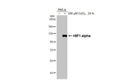 Invitrogen HIF1A Recombinant Rabbit Monoclonal Antibody (HL3154) 100 &mu;L | Buy Online | Invitrogen&trade; | Fisher Scientific