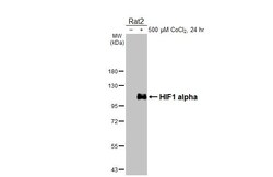 Invitrogen HIF1A Recombinant Rabbit Monoclonal Antibody (HL3154) 100 &mu;L | Buy Online | Invitrogen&trade; | Fisher Scientific