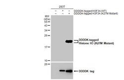 Invitrogen H3K27M Recombinant Rabbit Monoclonal Antibody (HL2794) 100 &mu;L;