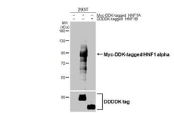 Invitrogen HNF1A Recombinant Rabbit Monoclonal Antibody (HL3229) 100 &mu;L;