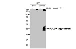 Invitrogen HRH1 Recombinant Rabbit Monoclonal Antibody (HL2783) 100 &mu;L;