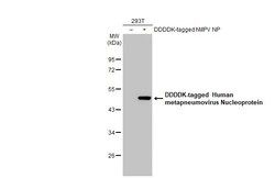 Invitrogen Metapneumovirus Nucleoprotein Recombinant Rabbit Monoclonal