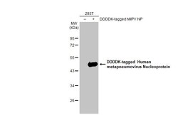 Invitrogen Metapneumovirus Nucleoprotein Recombinant Rabbit Monoclonal