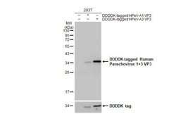 Invitrogen Human Parechovirus 1/3 VP3 (Strain: WA17c-06) Recombinant Rabbit