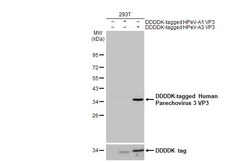 Invitrogen Human Parechovirus 3 VP3 (Strain: WA17c-06) Recombinant Rabbit